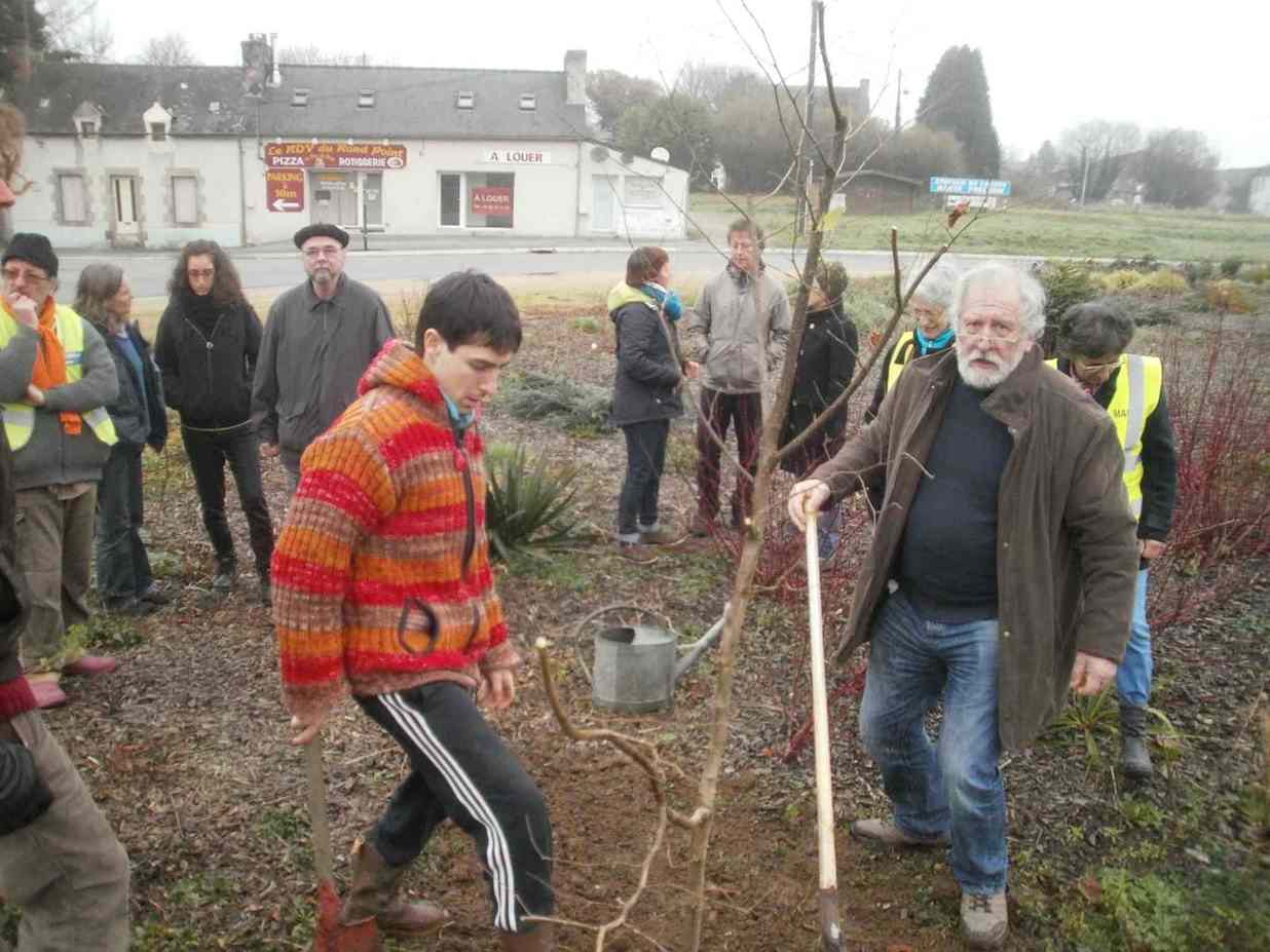 arbre Louail