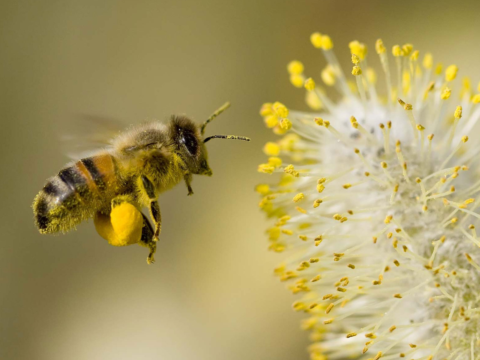 bee collecting pollen