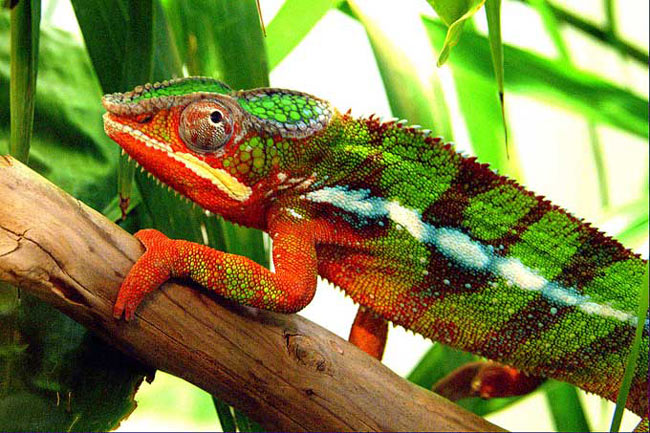 cameleon