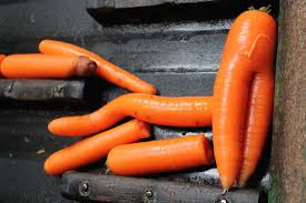carottes1