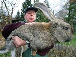 lapin