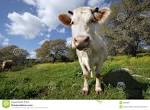 vache